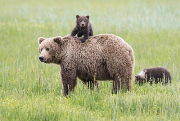 Bear Population