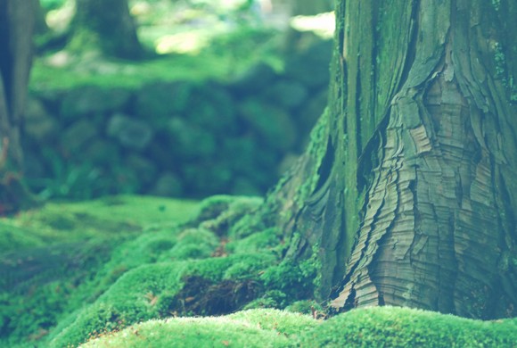 Save Tropic Forests